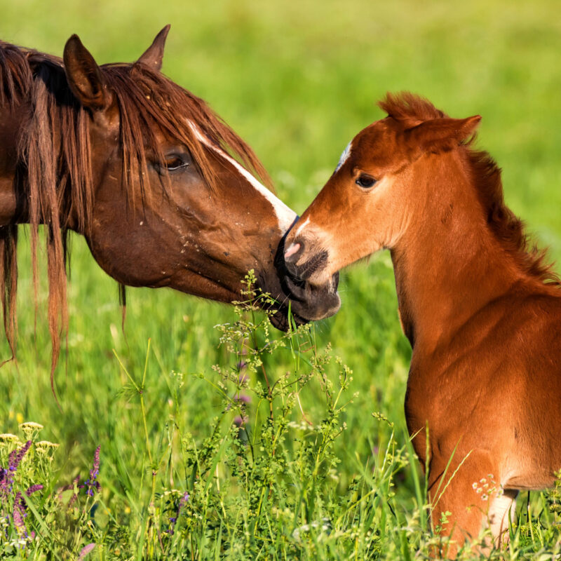 Medication Guidelines for Pregnant Mares.
